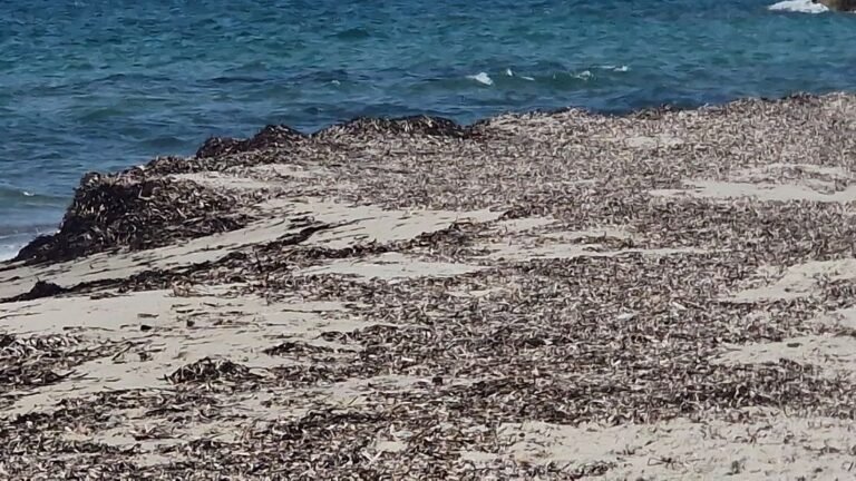 Παράπονα κατοίκων και επαγγελματιών για τη δυσοσμία από τα φύκια στο Μαστιχάρι
