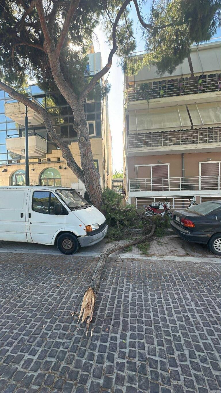Συναγερμός στην Κω: Κλώνος δέντρου έσπασε κοντά στο πάρκο Ποντιακού Ελληνισμού