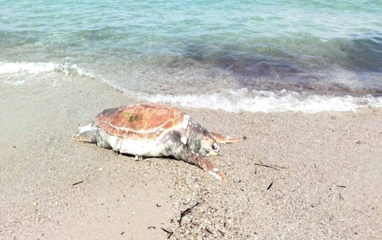 Νεκρή θαλάσσια χελώνα εντοπίστηκε στο Τιγκάκι