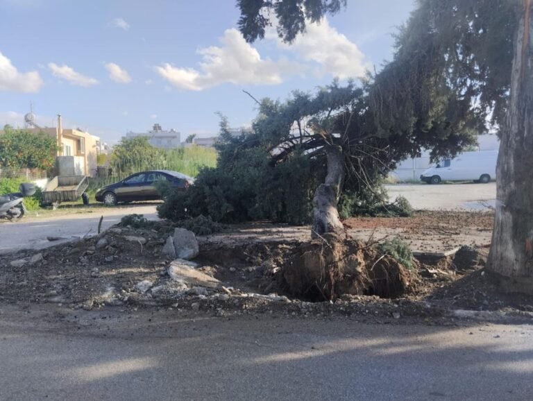 Κατέρρευσε δέντρο στη Λάμπη λόγω βροχόπτωσης – Σώθηκαν από θαύμα οι κάτοικοι της οδού Σ. Βενιζέλου