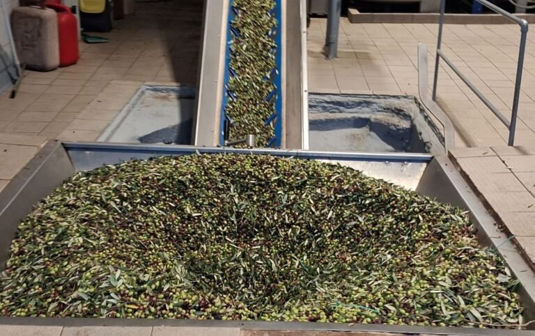 Μειωμένη κατά 30% η φετινή παραγωγή ελαιολάδου στο νησί