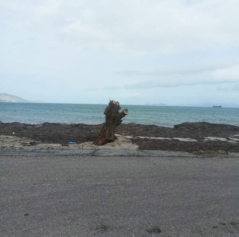 Διαμαρτυρία για κοπή δέντρου στην παραλία Τιγκακίου – Τι απαντά η Κοινότητα Ασφενδιού