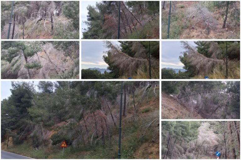 Αντιμάχεια: Σήμα κινδύνου από οδηγούς για ετοιμόρροπα δέντρα στις «Πόρτες»