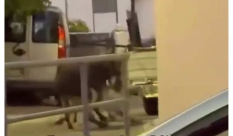 Ψίνθος Ρόδου: Αντιδράσεις για τη μεταφορά δύο γαϊδουριών δεμένων πίσω από αγροτικό όχημα